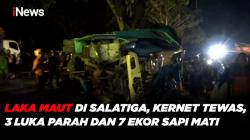 Laka Empat Truk di Salatiga, Kernet Truk Meninggal, 3 Luka Parah & 7 Ekor Sapi Mati