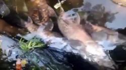 Puluhan Ikan Dewa di Cibulan Kuningan Mati, Ini Penyebabnya<