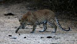Macan Tutul Bunuh Bocah Perempuan Umur 6 Tahun saat Jalan-Jalan di Hutan