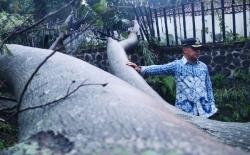 Hujan Angin di Kota Bogor Sebabkan 9 Pohon Tumbang