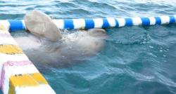 4 Fakta Unik Dugong Langka di Alor, Menyapa Wisatawan hingga Dekat dengan Nelayan<