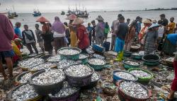 Harga BBM Solar Bersubsidi Naik, Harga Ikan Laut Melonjak