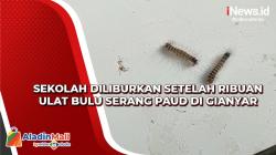 Sekolah Diliburkan setelah Ribuan Ulat Bulu Serang PAUD di Gianyar