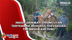 Kondisi Membaik Pascatertembak, Induk dan Bayi Orangutan Dilepasliarkan di Suaka Margasatwa Lamandau