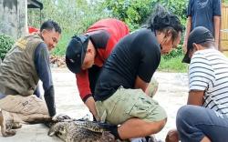 Warga Sampit Serahkan 2 Buaya Peliharaan ke BKSDA, Khawatir Ukuran Semakin Besar