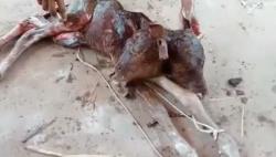 Anak Sapi di Tuban Lahir Berkepala Dua, Warga Gempar