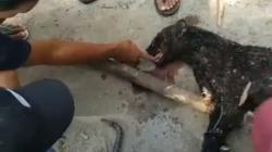 3 Petani Tegalmanggung Sumedang Diterkam Macan Kumbang di Kaki Gunung Kareumbi<