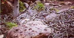 Misteri Pulau Paling Menakutkan di NTB, Dijaga Ribuan Ular Belang dan Hitam Putih