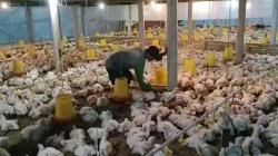 Harga BBM Naik, Peternak Ayam di Cilacap Terancam Gulung Tikar