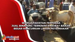 Warga Pakistan Terpaksa Jual Binatang Ternaknya akibat Banjir Besar Hancurkan Lahan Peternakan