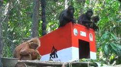 7 Ekor Lutung Jawa Dilepasliarkan ke Hutan Selatan Kabupaten Malang