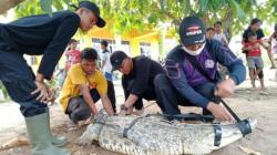 Ganggu Tambak Udang, Buaya Berat 1 Kuintal di Lampung Timur Diamankan Warga <