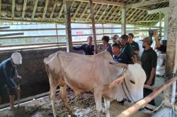 Peternak Sapi di Bandung Diajak ke Sleman Belajar Produksi Pupuk Organik Padat<