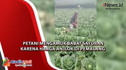 Petani Mengamuk Babat Sayuran karena Harga Anjlok di Pemalang<
