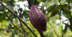 Mengenal Asal Usul Cokelat di Perkebunan Pinrang, Ada Sejarah yang Perlu Diketahui!