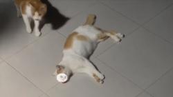 Viral Banyak Kucing Mati Diduga Diracun di Perumahan Patraland Place Malang, Ini Klarifikasi Pengurus RT