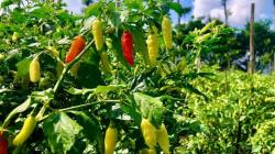 Cegah Pencurian saat Harga Cabai Tinggi, Ini yang Dilakukan Petani di Semarang