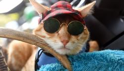 Gaya Kucing Oranye Pakai Kacamata Hitam Disuntik Rabies