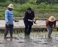 Gaya Puan Turun ke Sawah Tanam Padi di Bali Bikin Heboh Petani, Ini Sebabnya