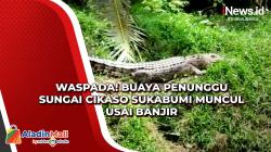 Waspada! Buaya Penunggu Sungai Cikaso Sukabumi Muncul Usai Banjir<