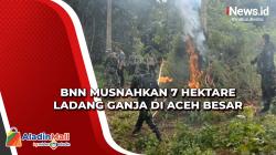 BNN Musnahkan 7 Hektare Ladang Ganja di Aceh Besar