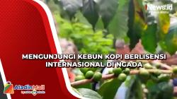 Mengunjungi Kebun Kopi Berlisensi Internasional di Ngada