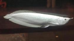 Platinum Arwana Jadi Ikan Hias Termahal di Dunia, Kenapa?