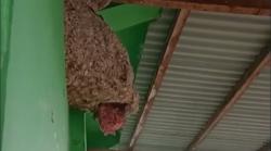 Dramatis, Sarang Tawon Jumbo Dievakuasi dari Lantai 2 Rumah Warga di Mamuju