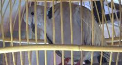 Mitos Burung Puter si Pembawa Rezeki, Terutama yang Mata Merah Wajib Dimiliki!