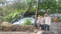 Lagi, Pohon Tumbang Besar Tumbang Timpa Mobil saat Hujan Deras Guyur Bandung<