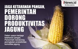 Infografis Jaga Ketahanan Pangan, Pemerintah Dorong Produktivitas Jagung