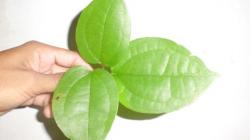 Manfaat Daun Bungkus Papua, Paling Populer untuk Memperbesar Alat Vital <