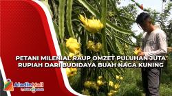 Petani Milenial Raup Omzet Puluhan Juta Rupiah dari Budidaya Buah Naga Kuning