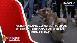 Hormati Ratu Elizabeth II, 30 Anjing Corgi Berkumpul di Gerbang Istana Buckingham