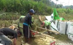 Petani di OKU Menjerit, Puluhan Hektare Tanaman Padi Diserang Hama Tikus