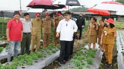 Korea Selatan Butuh 200 Ton Stevia, Sulawesi Utara Belum Bisa Penuhi Permintaan 