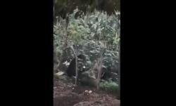 Kemunculan Beruang Madu Resahkan Warga dan Petani di Pagaralam