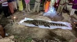 Diyakini Penjelmaan Dewa, Buaya Mati Ini Ditangisi dan Diratapi Pelayat saat Pemakaman