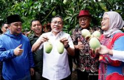Lepas Ekspor Perdana Mangga Indramayu Mendunia, Mendag Borong 1 Ton di Atas Harga Pasar<