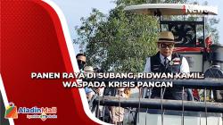 Ridwan Kamil Panen Raya di Subang dan Ingatkan Warga Waspadai Krisis Pangan<