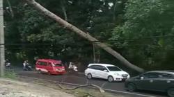 Pohon Besar Tumbang di Jalan Raya Cipanas-Puncak Cianjur, Lalu Lintas Macet