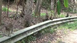 Gerombolan Monyet Turun ke Perkampungan, Warga Haurwangi Cianjur Resah