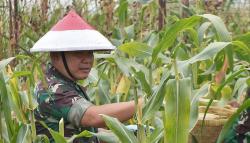 Potret Jenderal Dudung Pakai Caping Merah Putih Panen Jagung dan Naik Traktor
