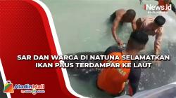 Tim SAR dan Warga Selamatkan Ikan Paus Terdampar di Pulau Laut Natuna