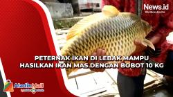 Peternak Ikan di Lebak Mampu Hasilkan Ikan Mas dengan Bobot 10 Kg