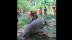 Duyung Ditemukan Mati di Natuna, Dibawa Pulang untuk Lauk Acara Pernikahan Warga