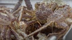 Siapa Sangka, Jadi Penangkap Kepiting Bisa Dapat Gaji Ratusan Juta