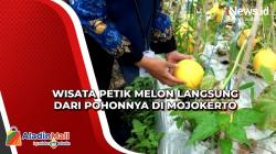Wisata Petik Melon Langsung dari Pohonnya di Mojokerto