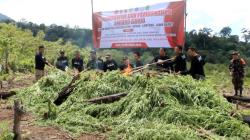 Polda Aceh Bakar 20.000 Batang Ganja Siap Panen di Aceh Besar
