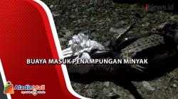  Damkar Evakuasi Buaya Masuk Stasiun Penampungan Minyak Pertamina di Tarakan